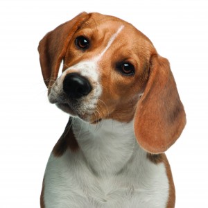 Beagle puppy, 6 months old, in front of white background