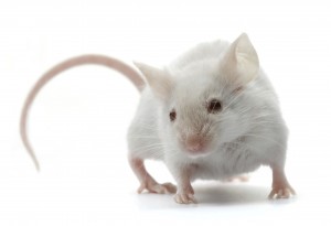 istock mouse on white background