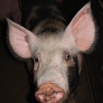 adult dark pig cropped