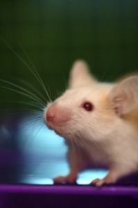 iStock_white mouse colour background small