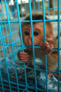 Monkey in a cage