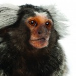 A marmoset